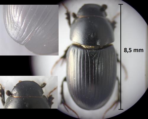 Acrossus depressus